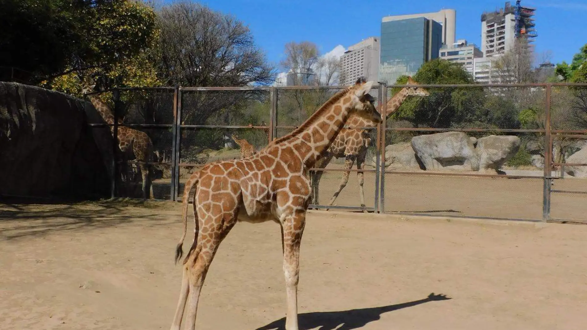 Invitan a que capitalinos elijan nombre a jirafa macho que fue criado en el Zoológico de Chapultepec